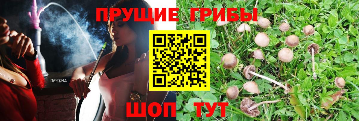 Каменск-Шахтинский  Галлюциногенные грибы Psilocybe  как найти наркотики  Вход с VPN 